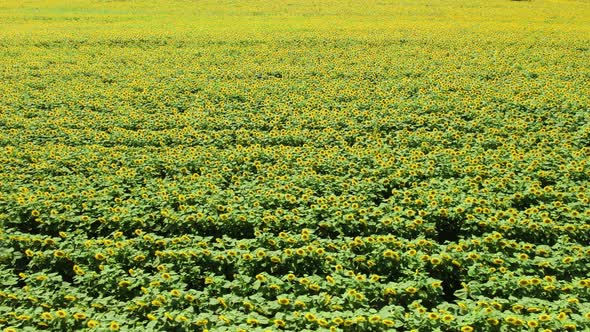 Aerial Drone Shot Flying Over Sunflower Fields Starting Low on a Close Up Rising to a Wide Shot of