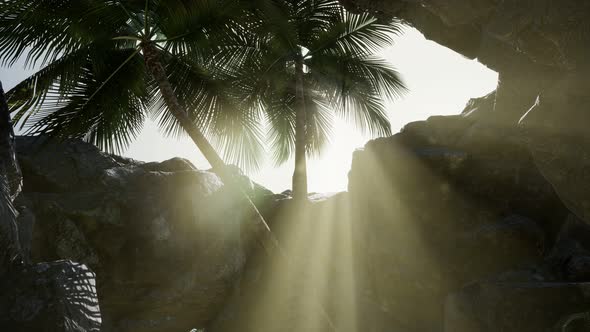 Big Palms in Stone Cave with Rays of Sunlight alt
