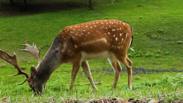 Dappled deer. A sika deer with antlers eats grass. Cervus nippon