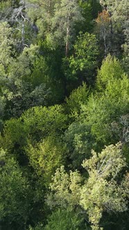 Aerial View of Trees in the Forest