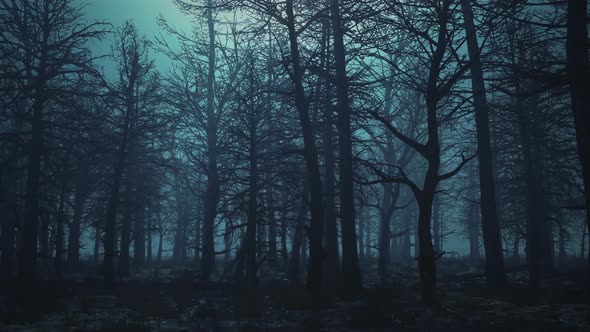 Looped Animation of Flying Through a Scary Forest