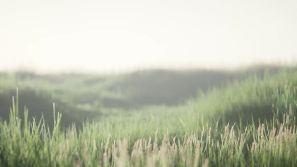 Green Field with Tall Grass in the Early Morning with Fog