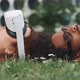 A cool couple lying on the grass using vr goggles - VideoHive Item for Sale