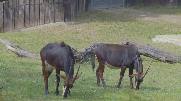 Two Sable antelopes grazing on a green grassy plain in an enclosed exhibit with dead tree trunks in