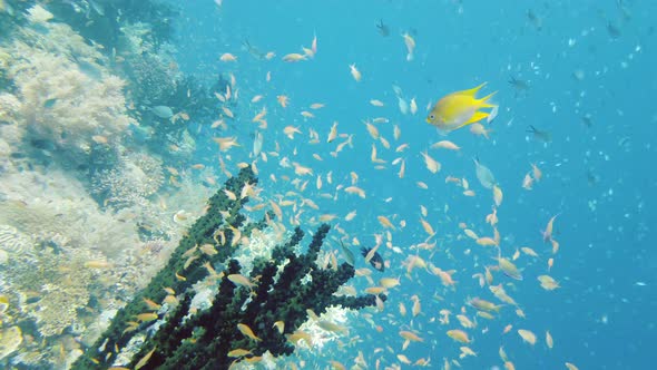 Coral Reef with Fish Underwater, Leyte, Philippines