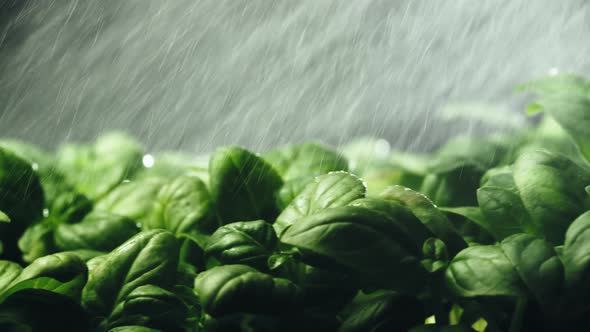 Watering Aromatic Green Basil Plant