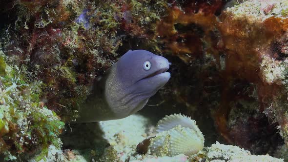 White eyed moray eel under rock.