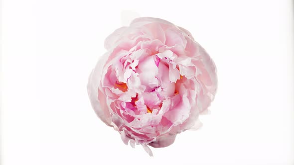 Beautiful Timelapse of Pink Peony Flower Opening