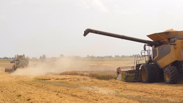 Unloading Grains Into Truck By Unloading Auger