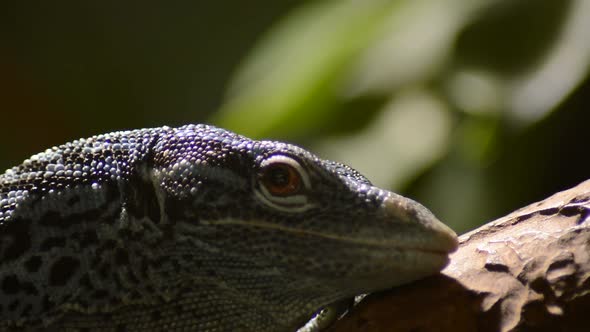 Varanus Macraei Lizard