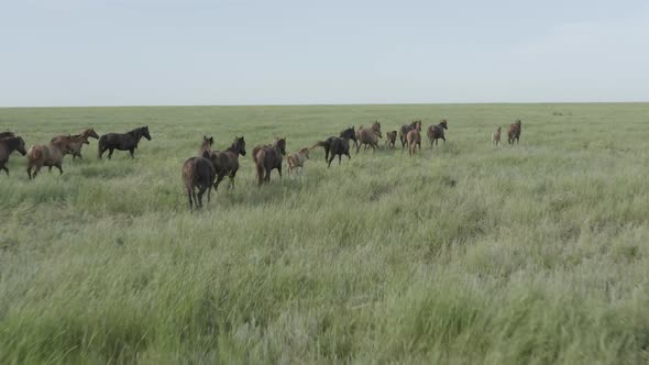 Wild Horses Running Dust From Under the Hooves