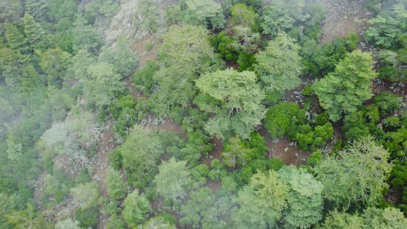 Drone Flies Over a Beautiful Dramatic Coniferous Forest Covered with Fog