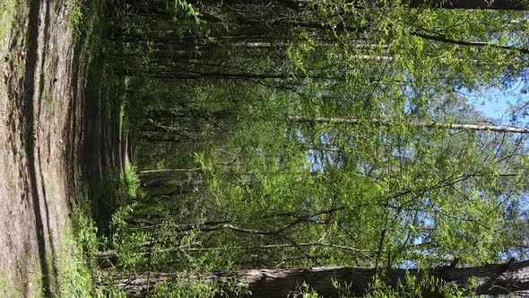 Vertical Video of Green Forest During the Day