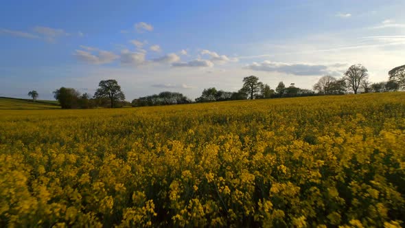 Oilseed Field at Sunset Aerial Flyover