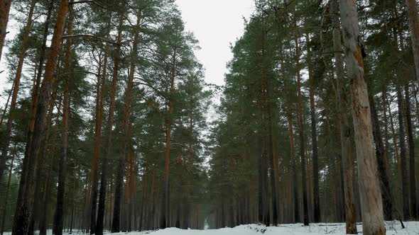 Pine grove on a winter day