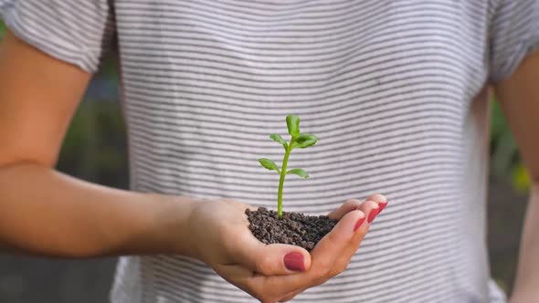 Hands Protecting Small Plant