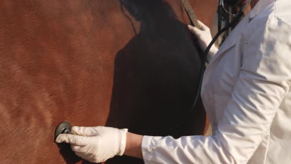 Veterinarian Listens to Lungs and Heart of Horse Medical Examination Love and Care for Animals