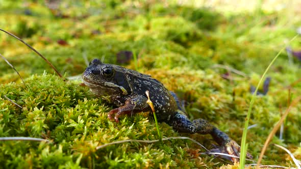 European common frog at Moysalen National Park 