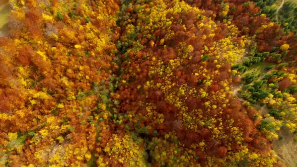 Autumn Forest