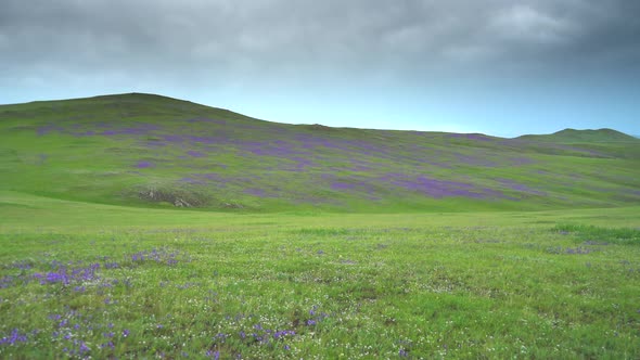 Meadow Covered With Purple Flowers on Treeless Hills