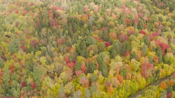 Peak autumn foliage forest AERIAL TOP DOWN