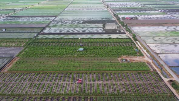 4K landscape aerial view over rice paddy field shortly after after sowing