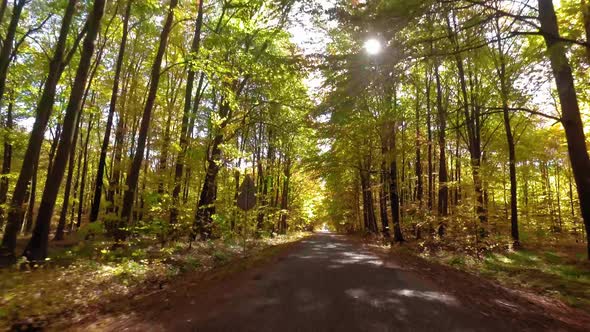 Driving in autumn through yellow forest, Poland