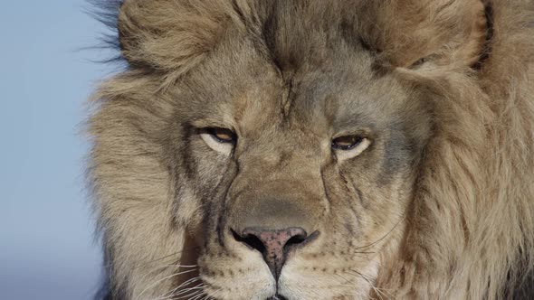 Lion face extreme close up on blue sky