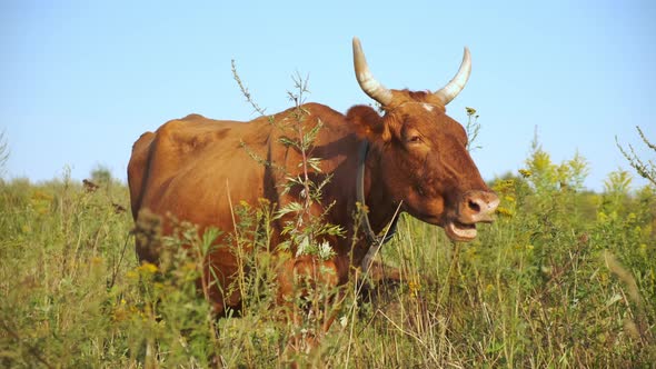 Cow Grazes in a Meadow and Chews Grass