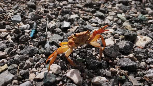 Crab moving fast on pebbles