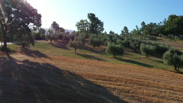 Green olive garden on mountain slope. Beautiful natural landscape.