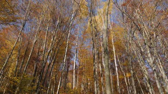 Forest trees in autumn