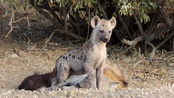 Young Spotted Hyena - Kruger National Park