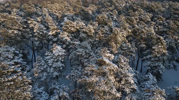 Pine forest in winter covered with snow. Aerial View