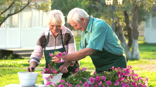 Woman and Man Transplanting Flowers