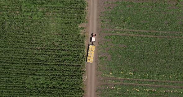 Tractor transporting pallets of Melons across a field.