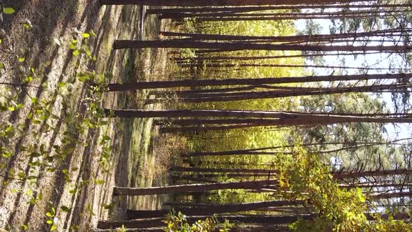 Vertical Video of a Forest Landscape on an Autumn Day in Ukraine