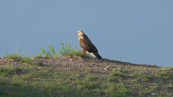 Hunter Predator Hawk is Bird of Prey in Genus Buteo