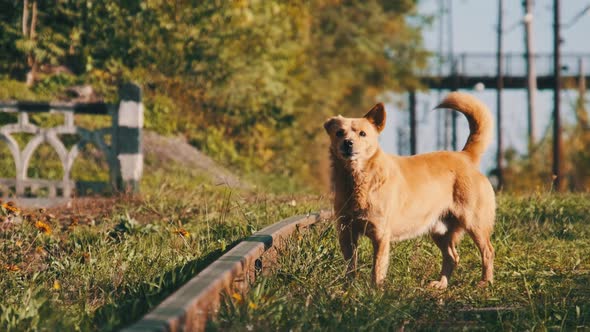 Homeless Redhaired Dog Barks on the Railway Tracks