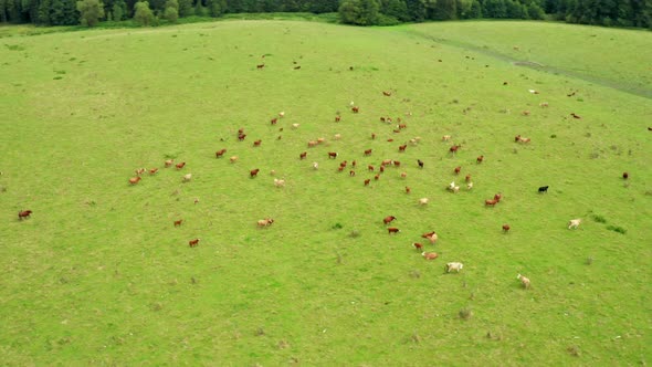 Drone Aerial Shot Camera Turns Around Grazing Cows in the Green Meadow with Hills and Forest on the