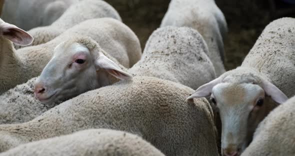 Sheeps on a Flock Farm