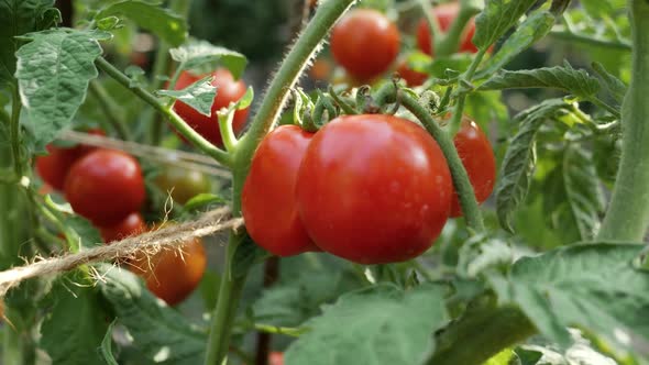 Dolly Shot of Red Ripe Tomatoes Growing at Backyard Garden or Farm