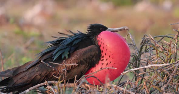 Magnificent Frigatebird mating call with large red puffed chest