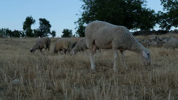 Sheep Grazing Field