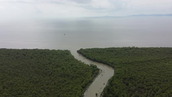 Aerial fly over river at mangrove tree