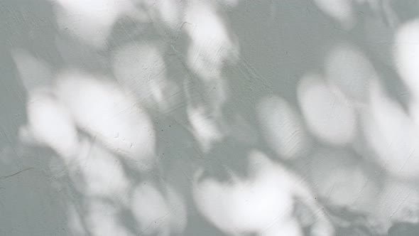 Transparent Soft Light and Shadows From Branches Plant Foliage and Leaves