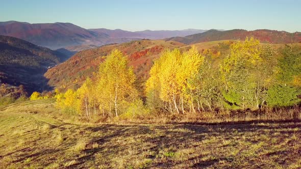 The Mountain Forest on the Background of the Sunset