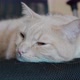 Shot of a sleepy brown cat lying on a chair - VideoHive Item for Sale