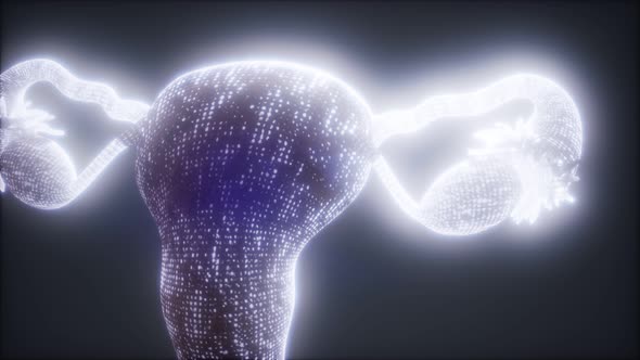 Female Reproductive System Anatomy alt