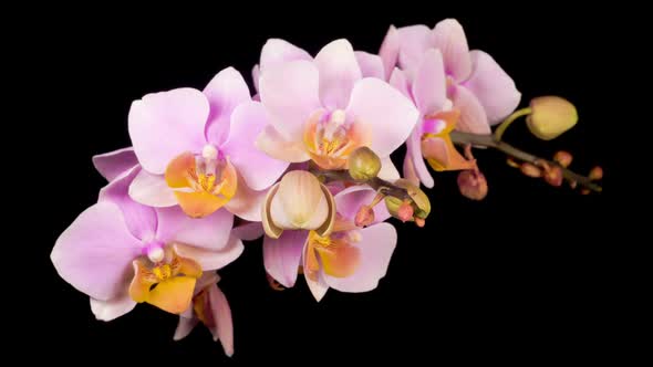 Blooming Pink Orchid Phalaenopsis Flower